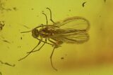 Fossil Fly Swarm (Diptera) In Baltic Amber #234486-4